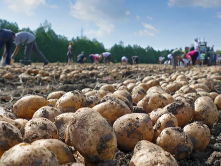 马铃薯种植培育基地